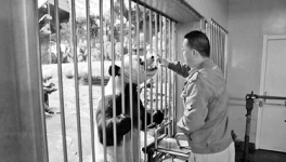 实现老龄大熊猫白内障早期评估和诊断的目标