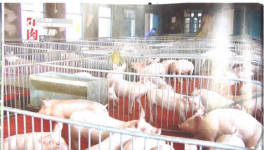 SYR汉斯希尔：德国方案保障猪肉生产安全