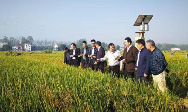 袁隆平团队以亩产1365公斤创下了我国双季稻产量新高