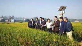 袁隆平团队亩产1365公斤 创下了我国双季稻产量新高