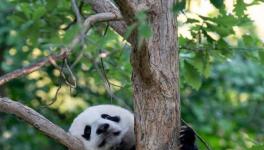 旅美大熊猫“小奇迹”与公众见面