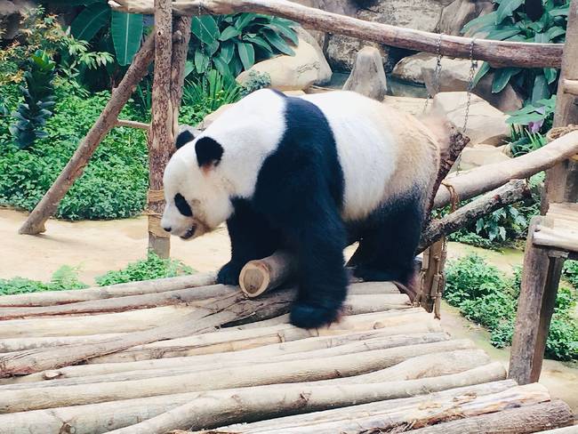  旅居马来西亚大熊猫“靓靓”在当地产下幼崽