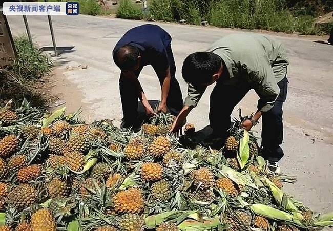 专题：象群来投食点补充能量 距昆明近20公里