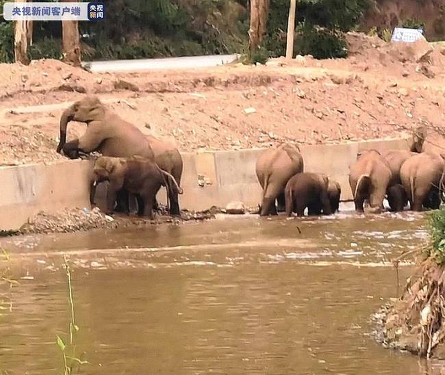 专题：象群来投食点补充能量 距昆明近20公里