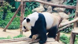  旅居马来西亚大熊猫“靓靓”在当地产下幼崽
