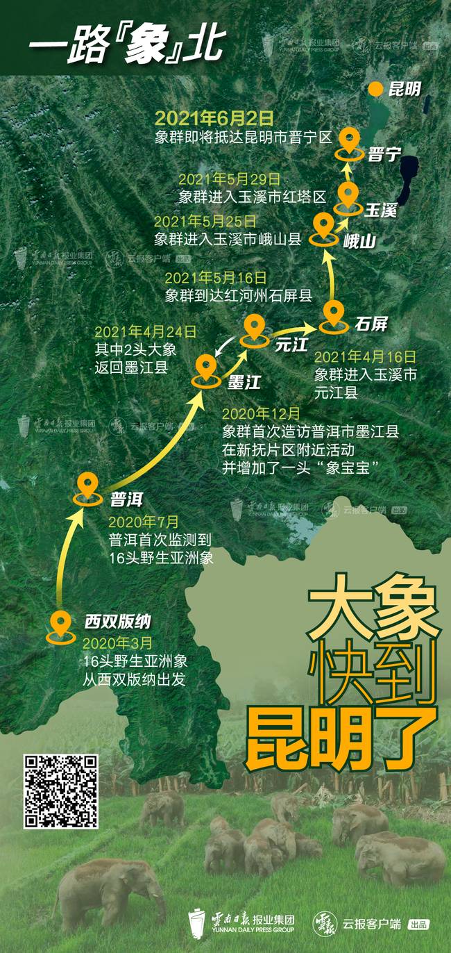 穿过半个云南近500公里之后 15头野象即将抵达昆明