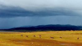 青藏高原可可西里地区再现长百米的巨大露天垃圾带