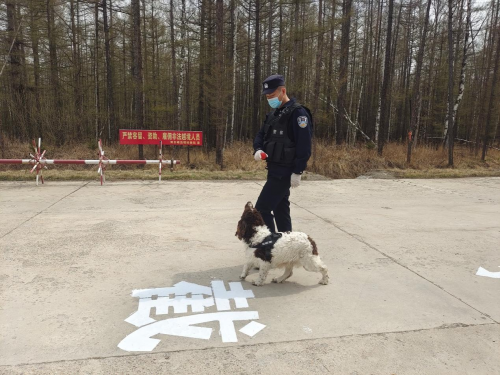 双目峰有只警犬叫“龙锋”